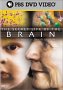 The Secret Life of the Brain